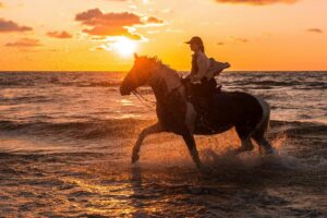 horse friendly screens protect equines